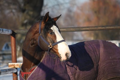 horse-blanket-winter.jpg