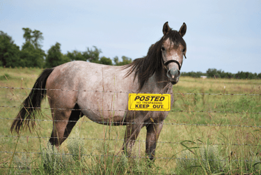 horse-no-trespassing.png