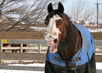 horse-winter-blanket-yawn.jpg