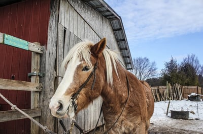 horse-barn-winter.jpg