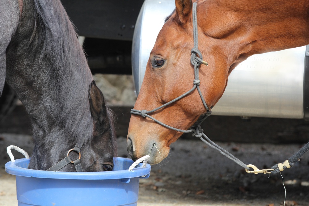 10 Tips For Keeping Your Livestock Water Buckets From Freezing