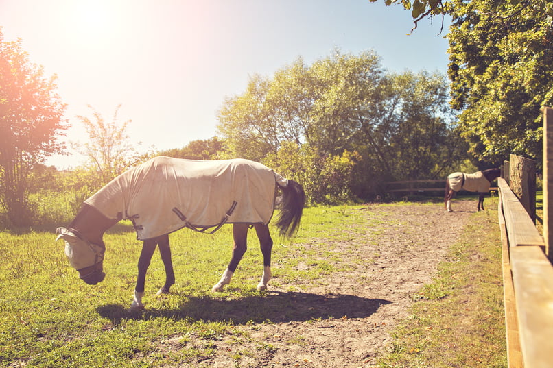 horses-wearing-fly-masks-quilts.jpg