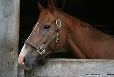 red-brown-horse-in-stall