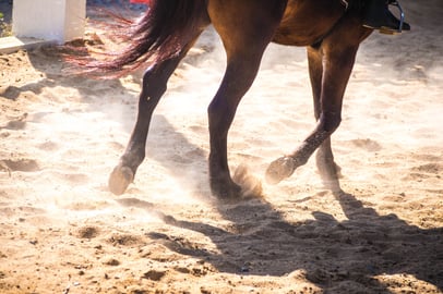 horse-running-footer-arena