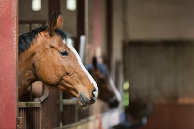 horses-in-horse-stalls