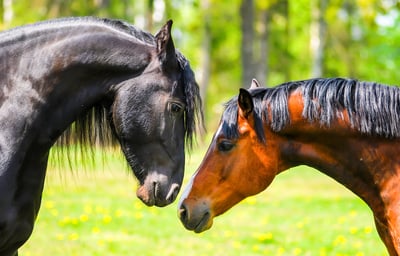 two=horses-companion-animals