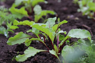 compost-garden-beet-plants