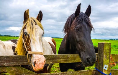 horses-in-pasture-allergies